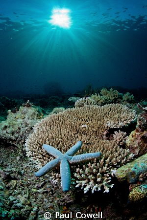 composed starfish with sunburst by Paul Cowell 