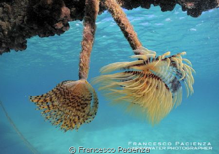 Tubeworms by Francesco Pacienza 