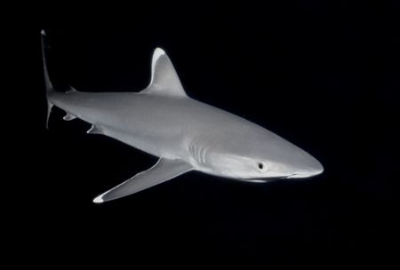 Whitetip shark taken on a nightdive in The Coral Sea. Sea... by Patrick Barry 