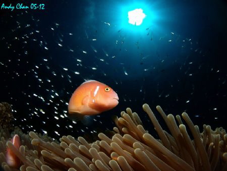 Pink Skunk Anemone Fish - Padang Bai
Olympus XZ-1 by Andy Chan 