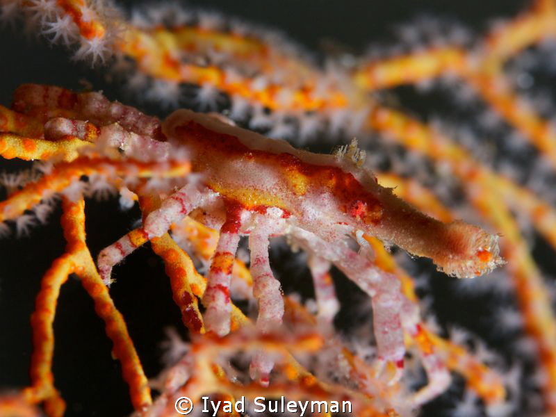 Spider Crab by Iyad Suleyman 