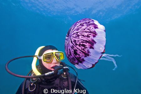 Pulsing Encounter. This diver meets a purple striped jell... by Douglas Klug 