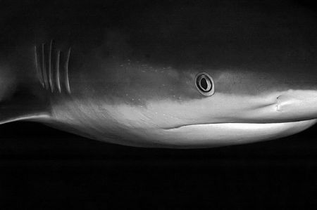 Reef shark in Turks & Caicos. Nik D70, 14mm lens, and dua... by Beverly Speed 