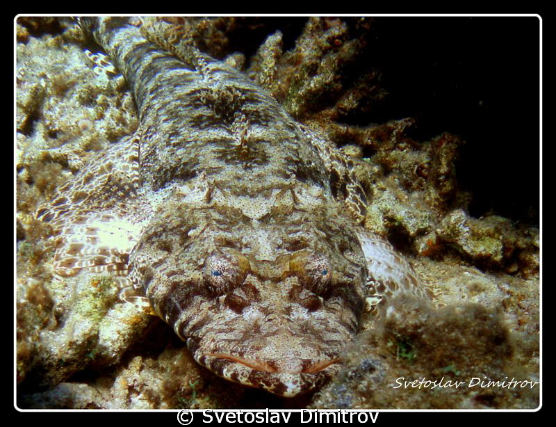See you later alligator!!! by Svetoslav Dimitrov 