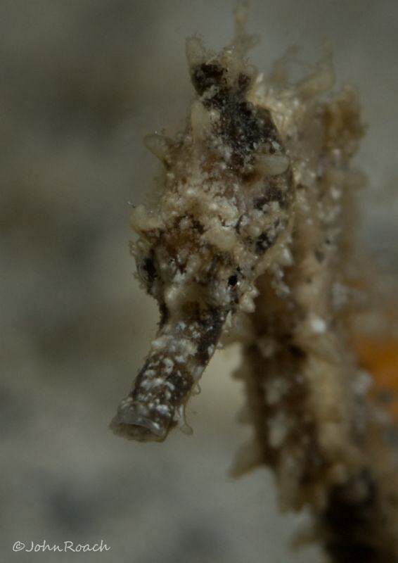 Baby picture. Only as big as my thumb nail.  hippocampus ... by John Roach 