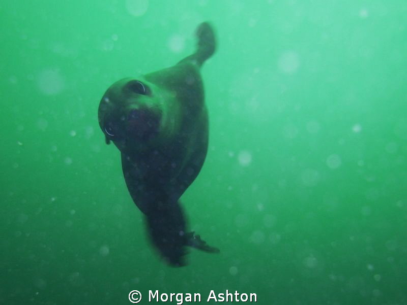 Will you be my friend? Sea lion in full curiosity mode. H... by Morgan Ashton 