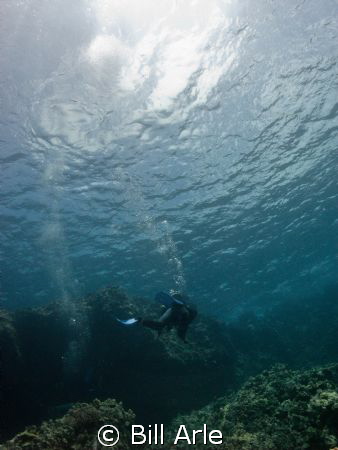 Dive off Big Island in Hawaii. April, 2012. by Bill Arle 