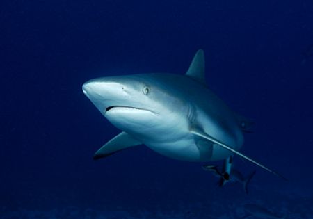 Seems like everyone's in the mood for sharks. Here's one ... by Andy Lerner 