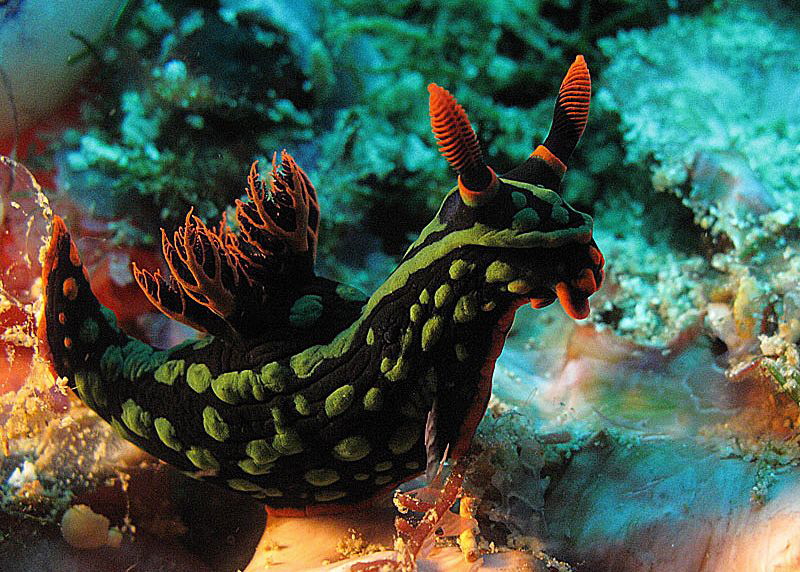 Nembrotha sp. by Chris Krambeck 