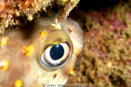 Puffer fish ,Box Fish as it is known in Mauritius.Canon 7... by Linley Jean-Yves Bignoux 