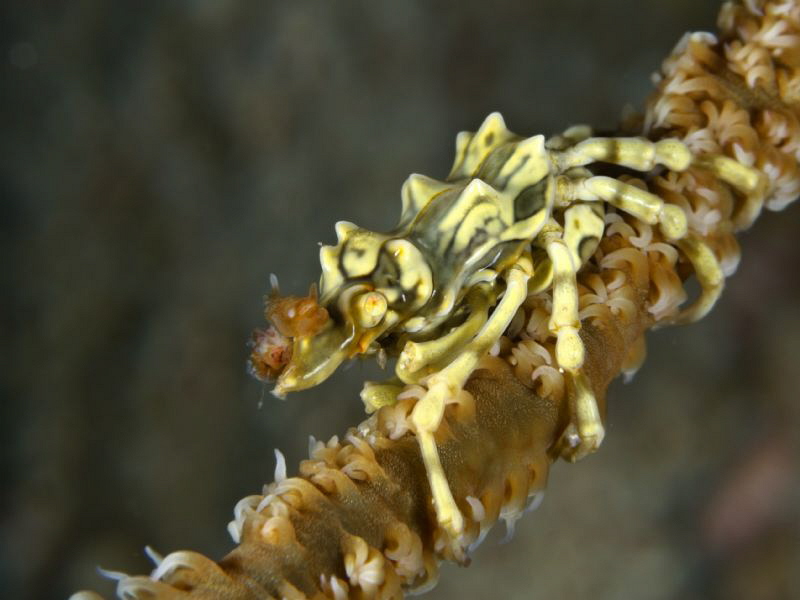 Xenocarcinus tuberculatus by Alex Varani 