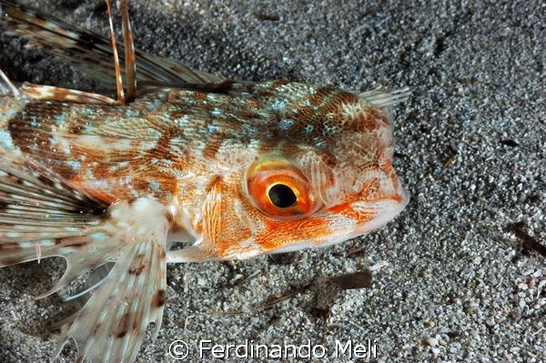 Owl fish (Dactylopterus volitans). by Ferdinando Meli 
