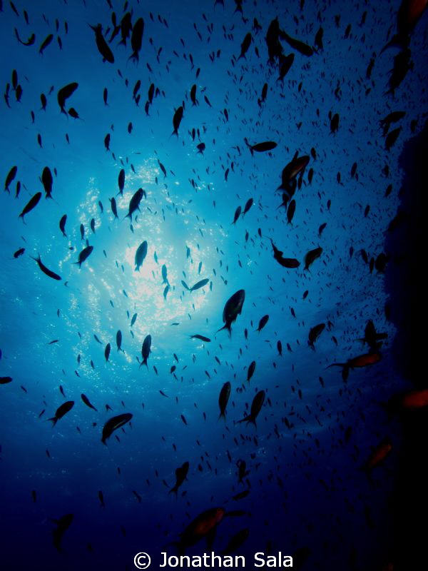 acquarium.... by Jonathan Sala 