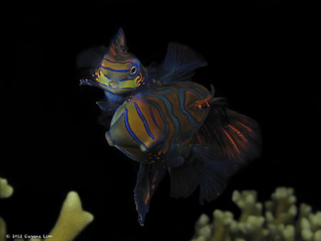 Mating Mandarin Fish - Malapascua, Philippines by Eugene Lim 