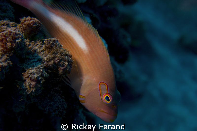 Close-up on a hawkfish with my new Canon T2i/Sea&Sea hous... by Rickey Ferand 