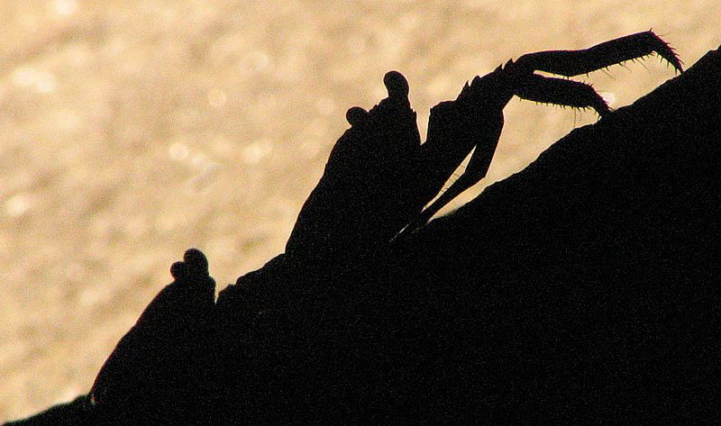 crabs hiding in a crevice
of the famous rocks 
at 'Anse... by Chris Krambeck 