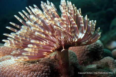 St. Lucia, Nikanos 3:1 Macro by Brian Perry 