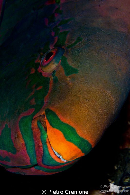 Parrot smile by Pietro Cremone 