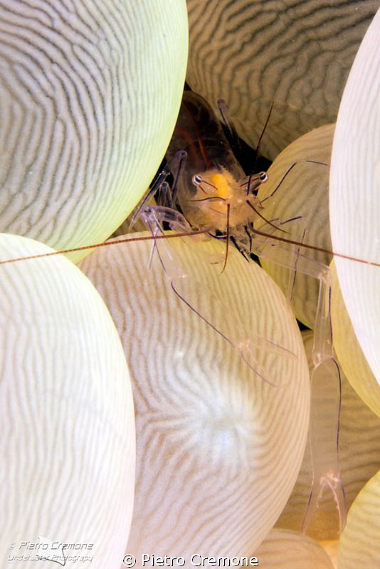 Bubble coral shrimp by Pietro Cremone 