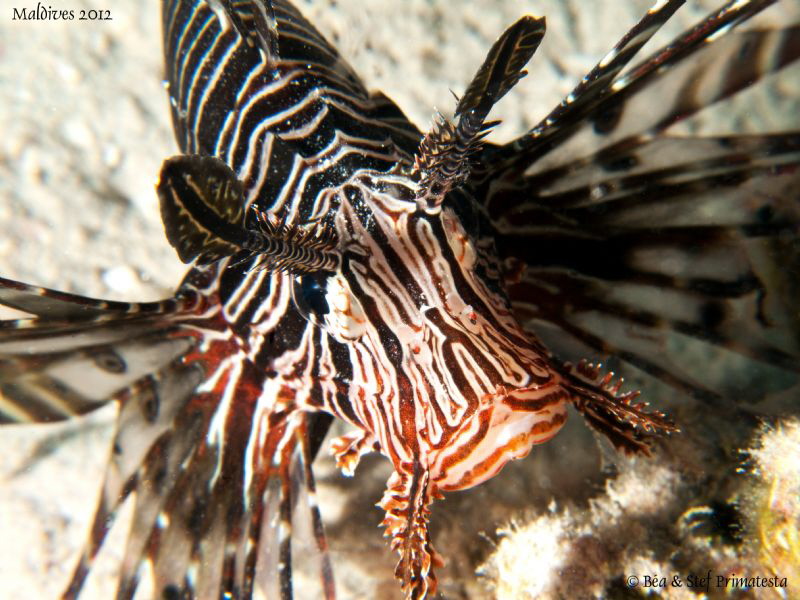 Lionfish. by Stéphane Primatesta 