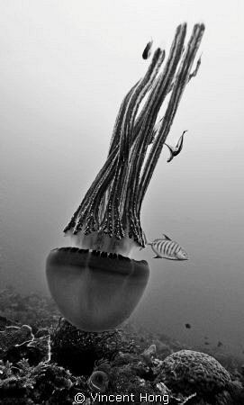 Jellyfish by Vincent Hong 