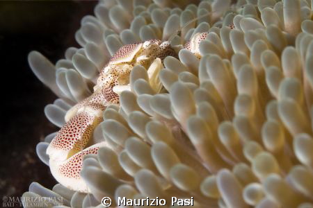 Olympus E-PL2, Panasonic Leica 45mm macro, INON S2000.
 by Maurizio Pasi 