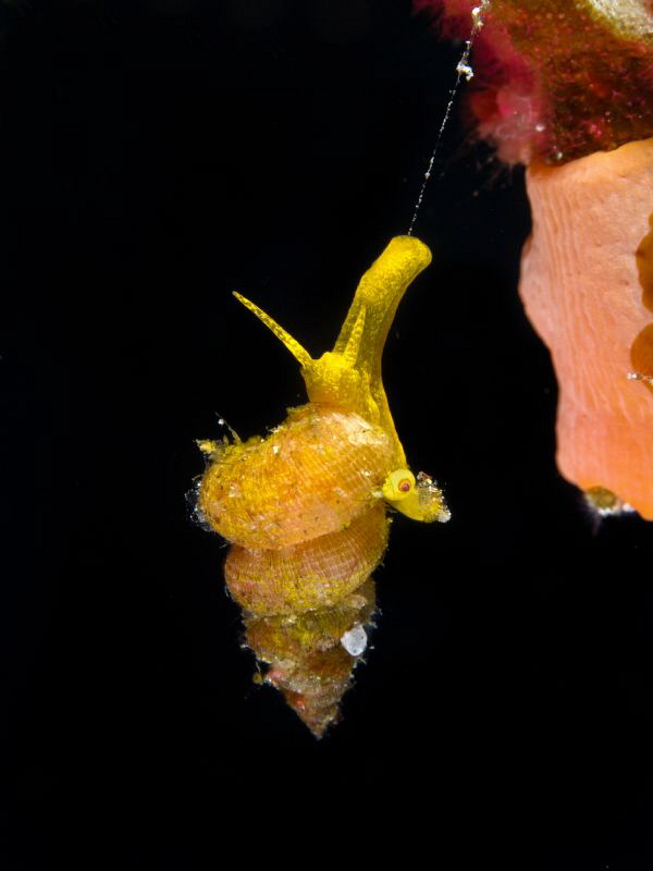 Epitonium billeeanum (1,5 cm). Take a look to the other s... by Alex Varani 