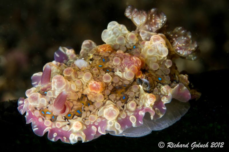 Dendrodoris Denisoni-found on the beer bottle in Lembeh by Richard Goluch 