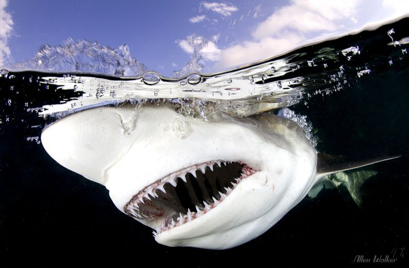 Turbo: This Black Tip meant business........ by Allen Walker 