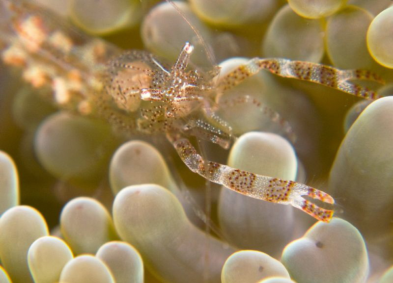 Used doubled stacked macro inon wet lenses to capture thi... by Juan Torres 