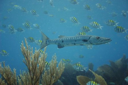 Taken with a digital rebel and an Aquatica housing in the... by Rebecca Urban 