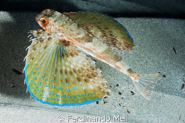 Owl fish (Dactylopterus volitans). by Ferdinando Meli 