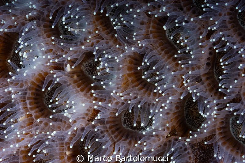 CORALS by Marco Bartolomucci 