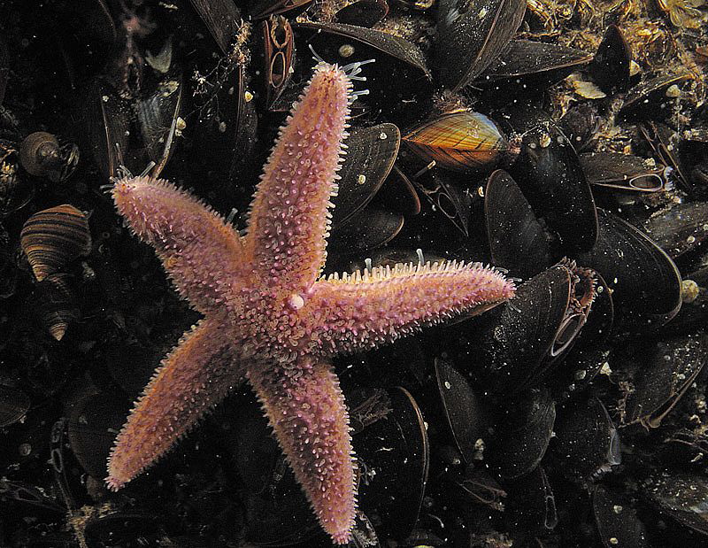 common starfish
in his Cockaigne by Chris Krambeck 