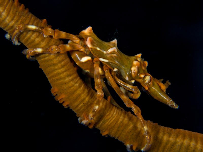 Xenocarcinus tuberculatus by Alex Varani 