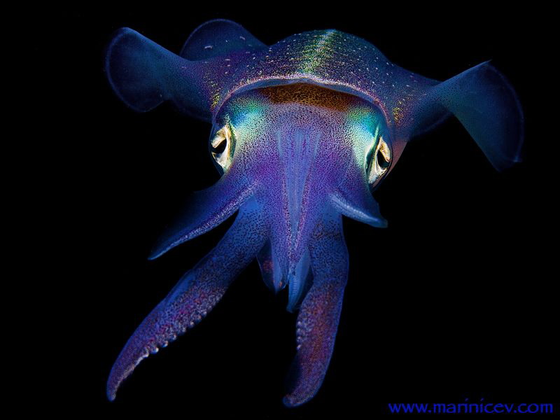 Squid.
Bonaire. by Aleksandr Marinicev 