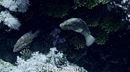 Taken off Daedalus Reef South Red Sea by Steve Hewitt 