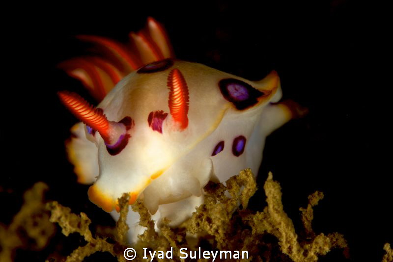Nudibranch (no crop) by Iyad Suleyman 