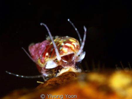 little gastropods by Yiyong Yoon 