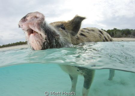 Split Shot of Swimming Pigs. by Matt Heath 