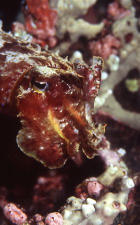 The cuttle fish hovers on the reef. Bismark Sea aboard th... by Jerry Hamberg 