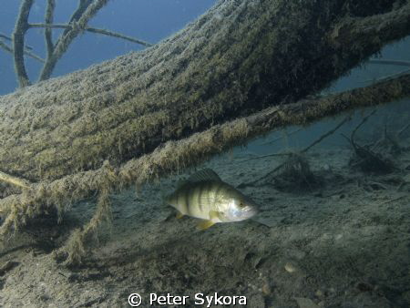 Perca fluviatilis by Peter Sykora 