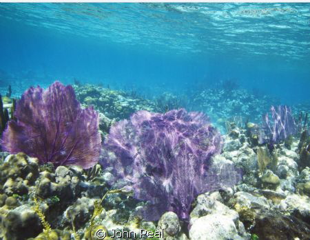 Just plain old nice coral. Glad to see the reef around Be... by John Peal 