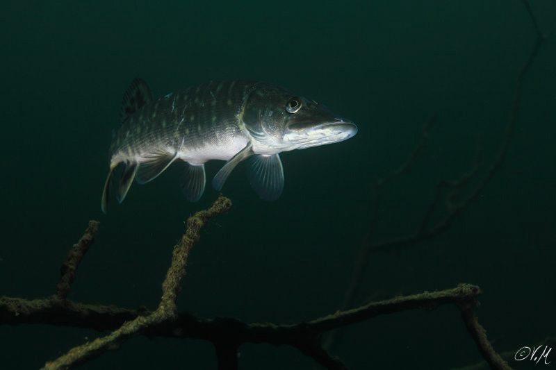 Pike by Veronika Matějková 