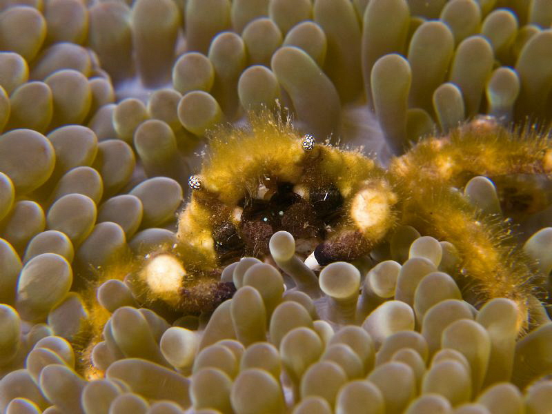 Banded Clinging Crab in an anemone. by Juan Torres 
