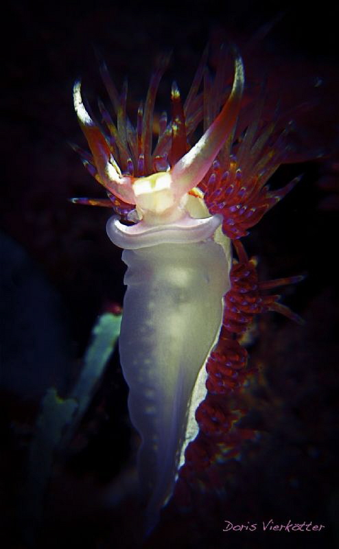 fleeing nudi by Doris Vierkoetter 