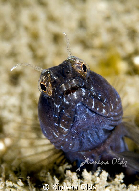 Sailfin Blenny by Ximena Olds 