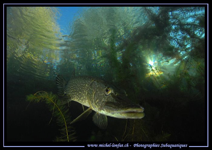 King Pike Fish... :O)... by Michel Lonfat 