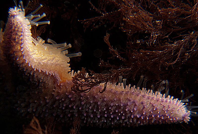 starfish tube feet
seeking grip in
Baltic littoral rock... by Chris Krambeck 