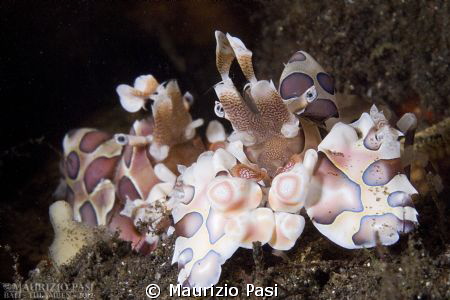 Harlequin Shrimp
Olympus E-PL2, Panasonic Leica 45mm mac... by Maurizio Pasi 